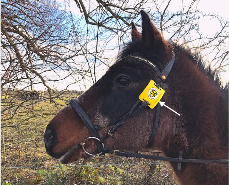 Die neuen Reitmarken für 2025 sind da!